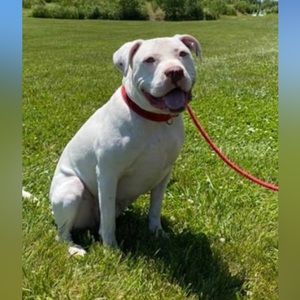 Louie - So Sweet, 100% Mama's Boy